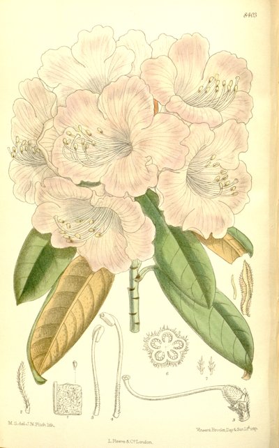 Rhododendron japonicum da J.N. Fitch